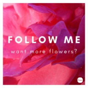 🌷Want more followers?!? Follow me! 🌷
